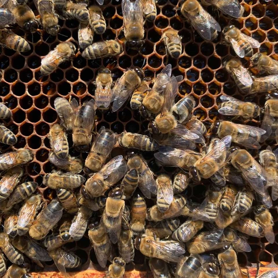 Male honeybees can't handle heat, cold stress like females can