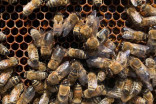 Male honeybees can't handle heat, cold stress like females can