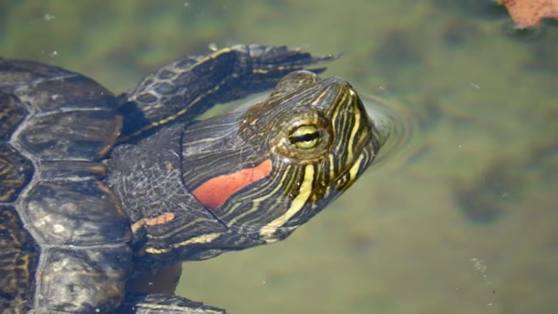 People dumping their pet turtles is threatening B.C. species: Biologist