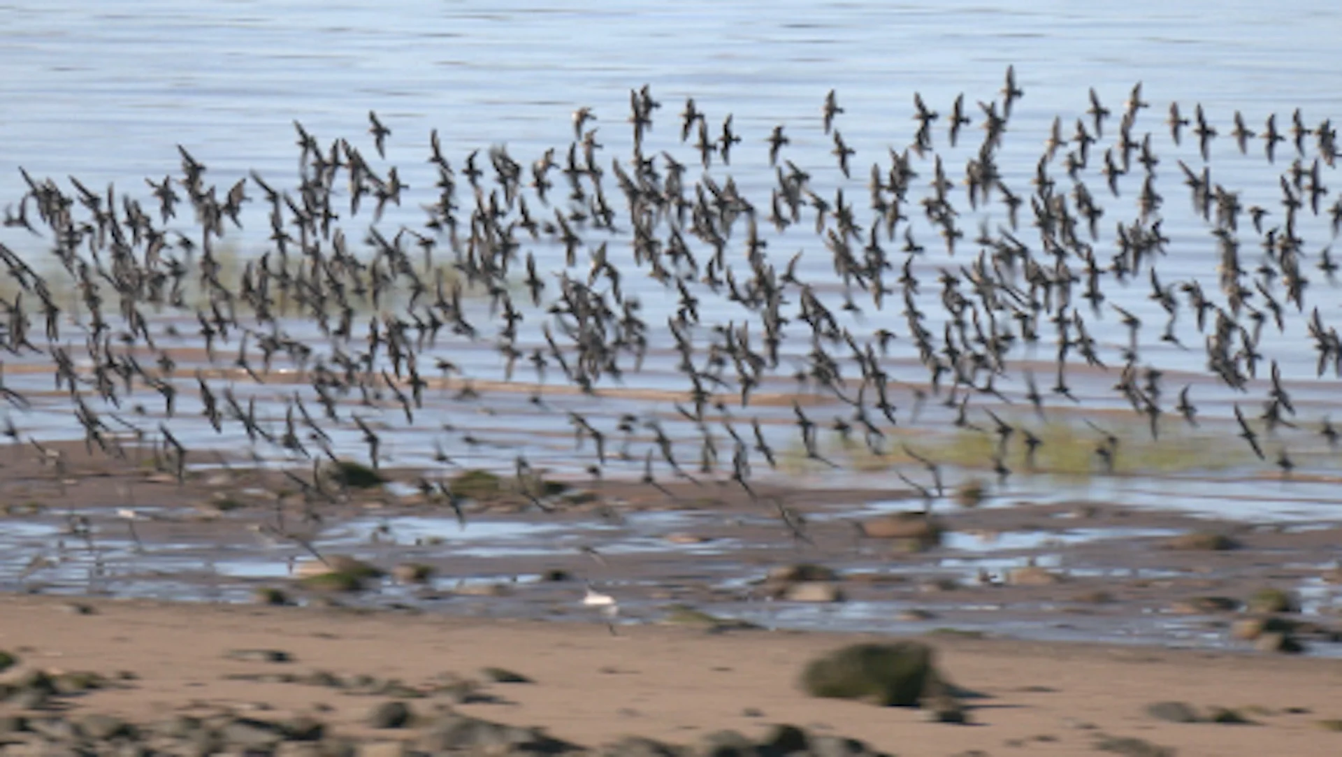 Sandpiper Murmuration In N.b. Dazzles Humans, But Confuses Its 