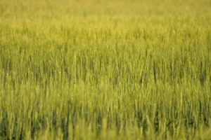 Prairie farmers are struggling with this year's rain-delayed harvest, hurting the quality