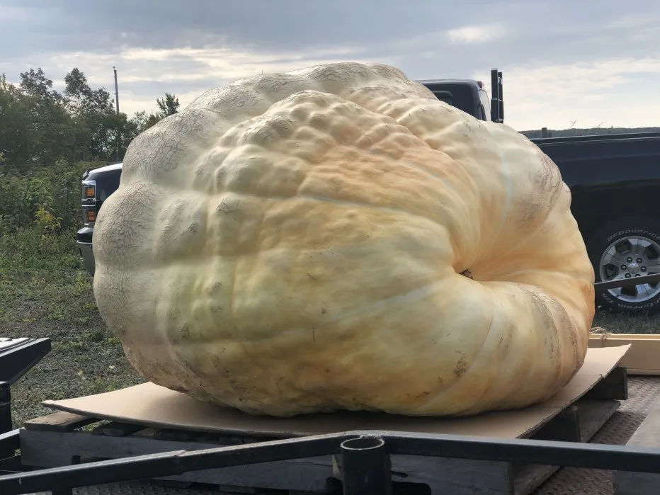 UGC - Nathan Coleman: Giant pumpkin weigh-off, Nova Scotia