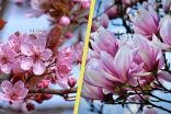 Is it a cherry blossom or a magnolia? Here's how to tell