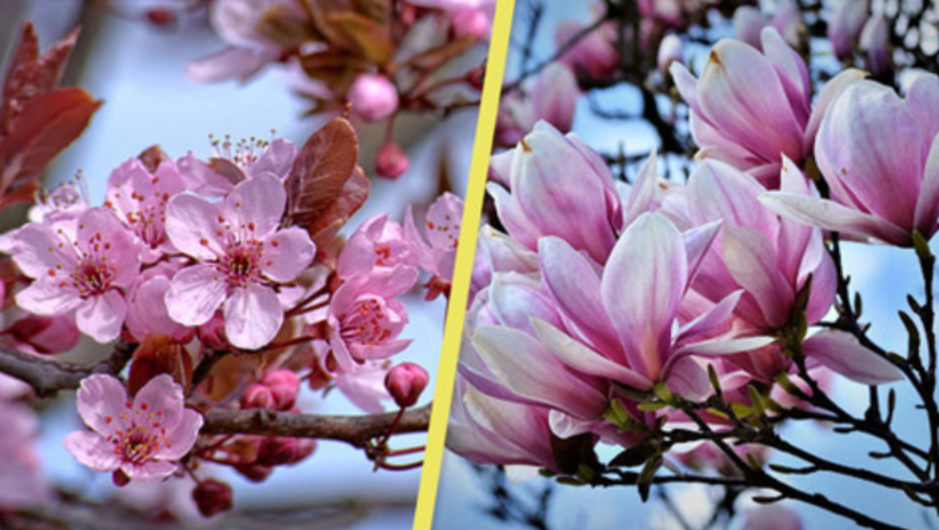 Is it a cherry blossom or a magnolia? Here's how to tell them apart