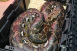 Dangerous 80-pound python found near St. Catharines, Ontario
