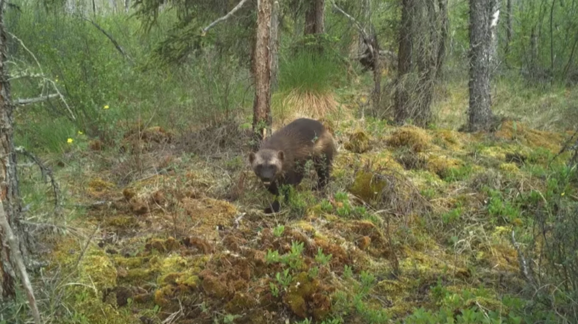 Study to look at how mining activity, sound pollution affects Yukon wolverines