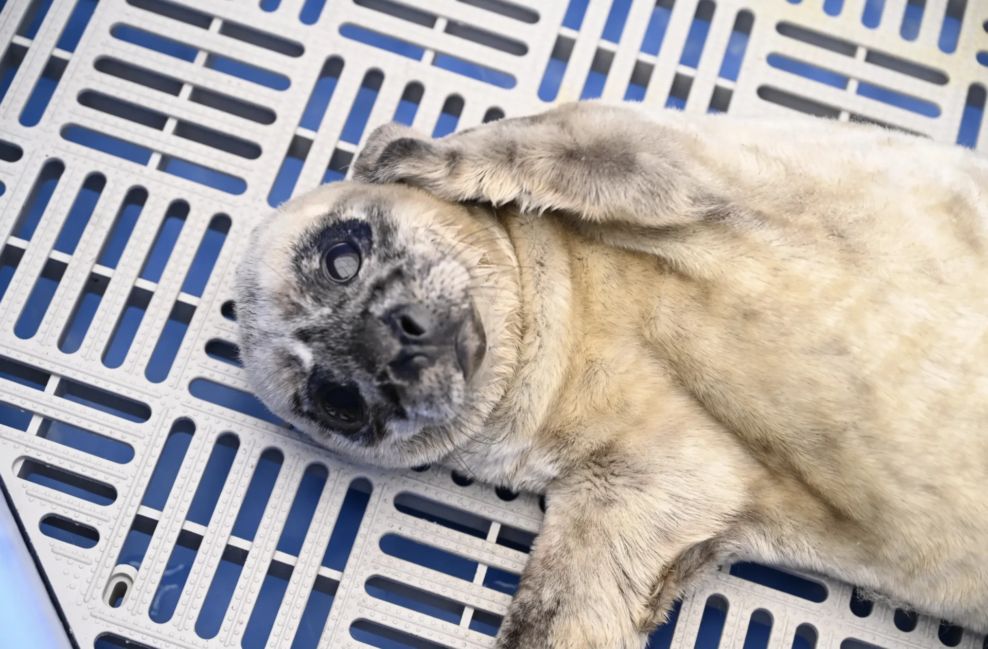 Harbour seal pupping season has arrived, what to do if you spot one in distress