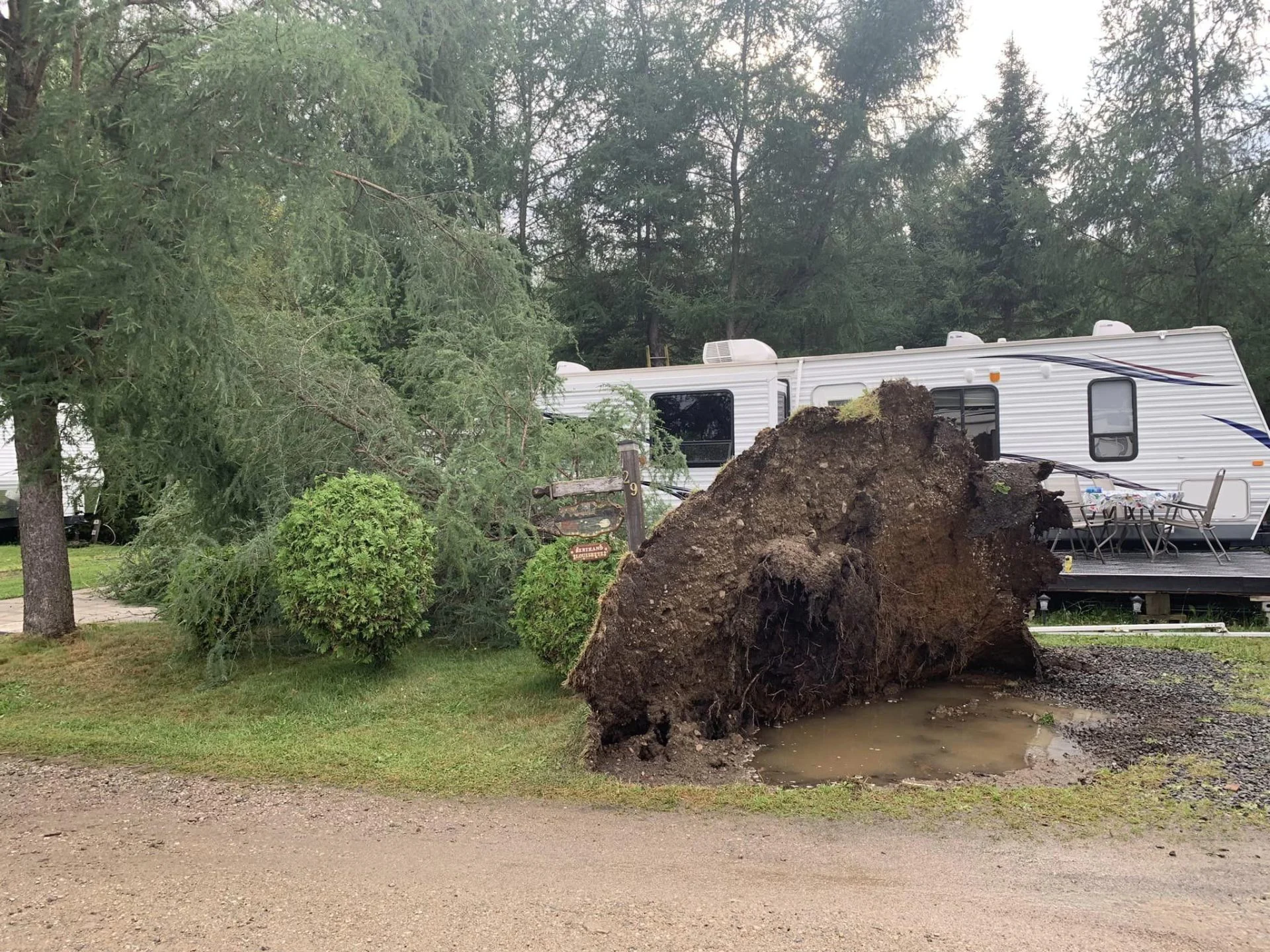 arbre déraciné saint-aimé-des-lacs 3 août - Mylène Goupil