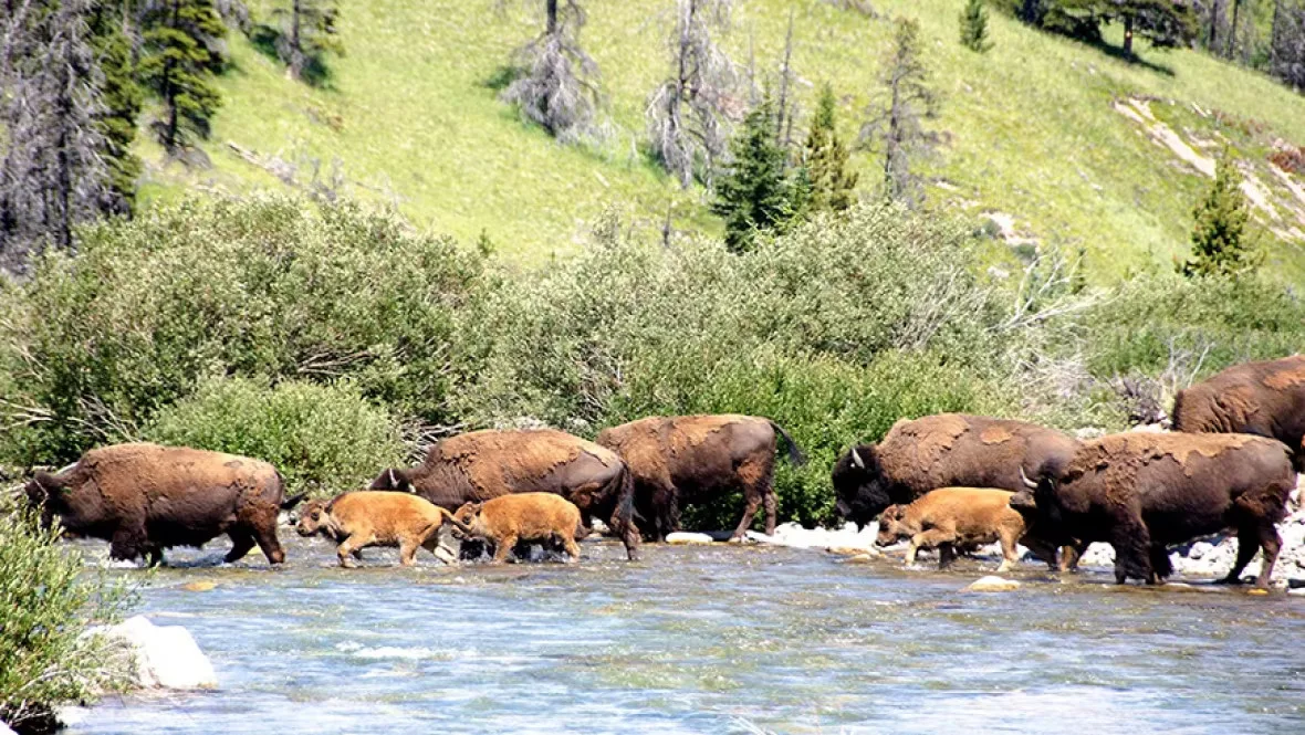 CBC: Bison calves walk with their guardians last summer in Banff's Panther Valley. (Karsten Heuer/Parks Canada)