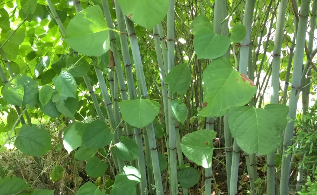 CBC: Japanese knotweed is an invasive species that is really tough to eradicate. (Jenifer Norwell/CBC)