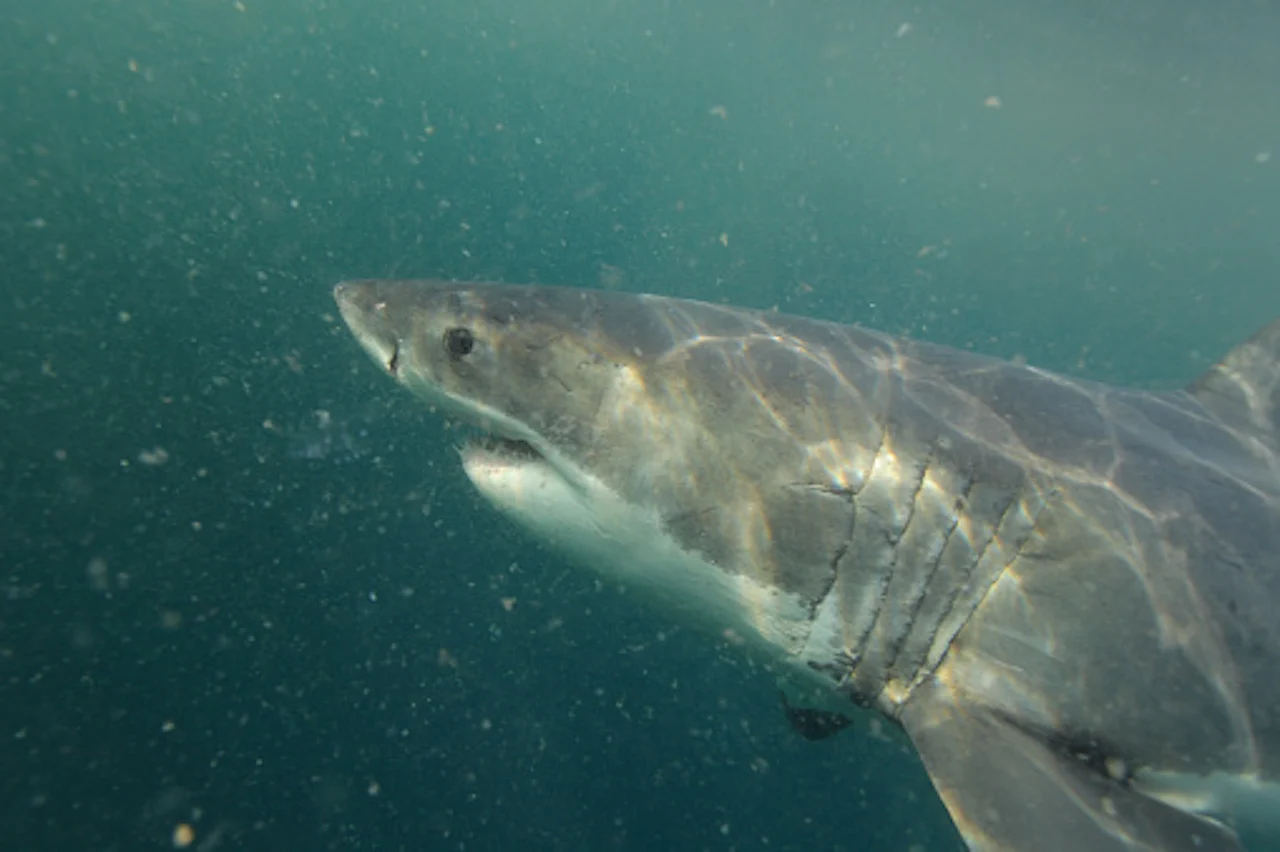 Great white shark/Getty Images/Alessandro De Maddalena/2157871416-170667a
