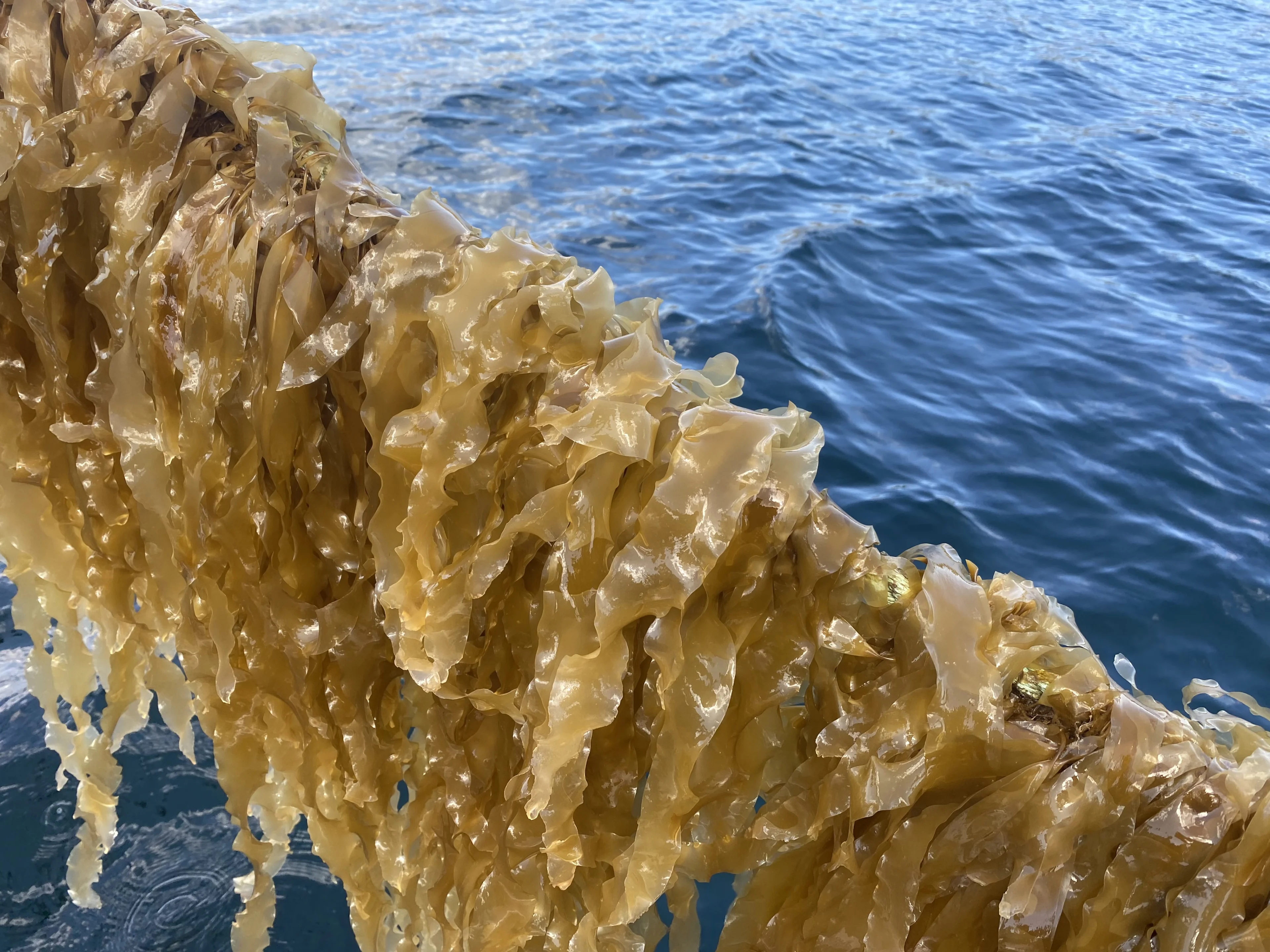 Kelp Wanted: Interest in kelp farming grows in Atlantic Canada