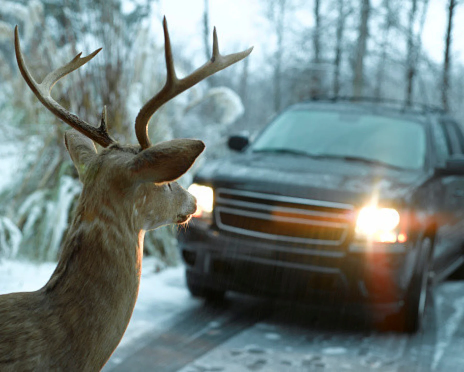 Drive safe: Tips to avoid wildlife collisions