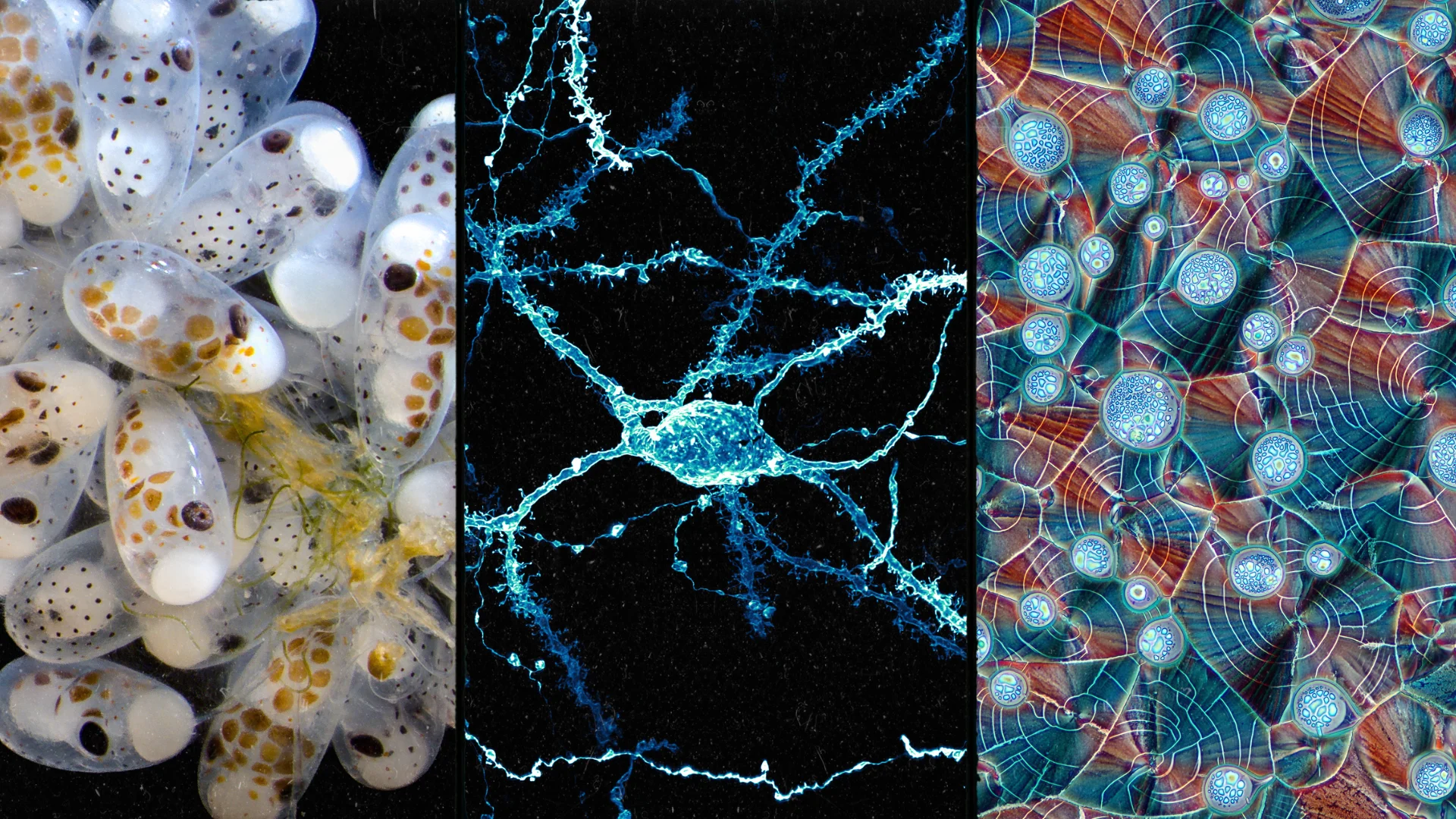 Check out the winners of the 2024 Nikon Small World photo contest