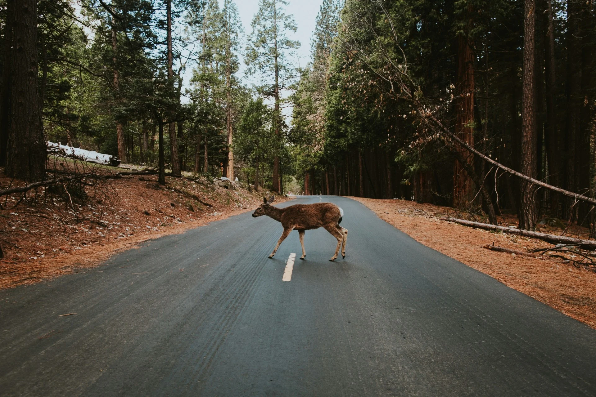 Grande présence de chevreuils sur les routes : la prudence est de mise