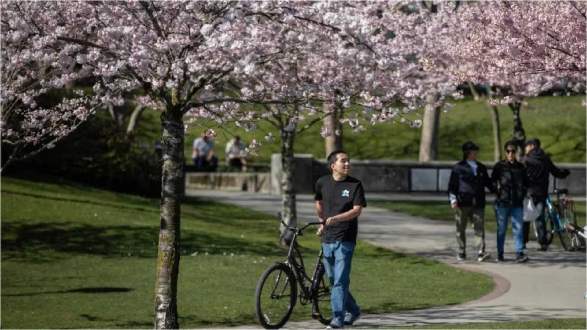 Vancouverites get a glimpse of spring as cherry blossoms start to bloom