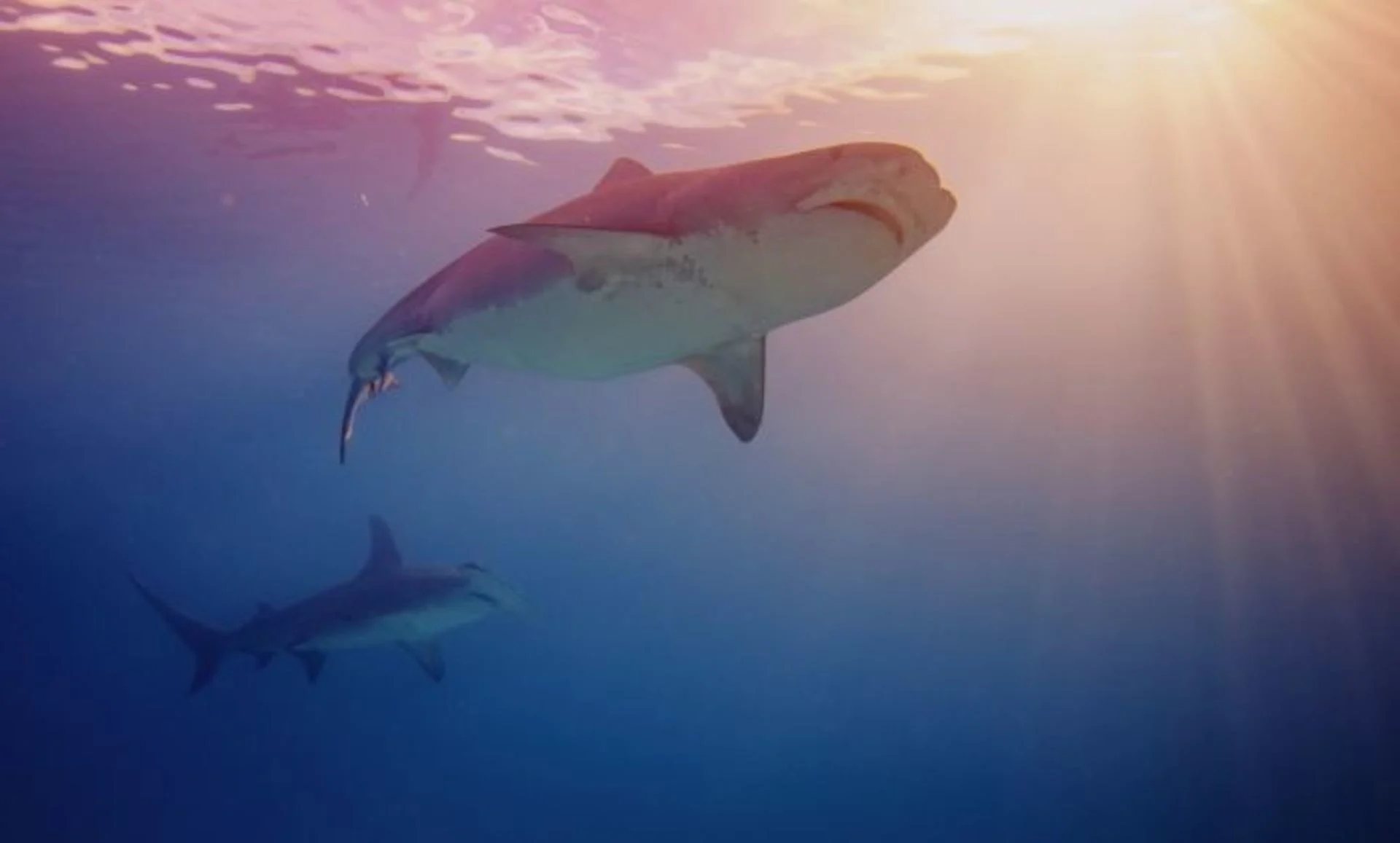 Alerte aux requins sur la plage ? Voici comment agir