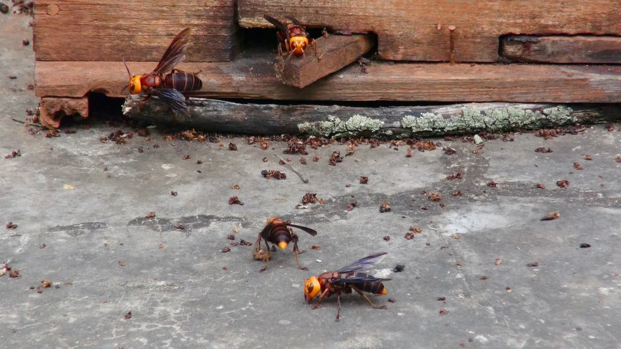 Multiple Asian giant hornets attacking a honeybee colony/professor Dong Shihao