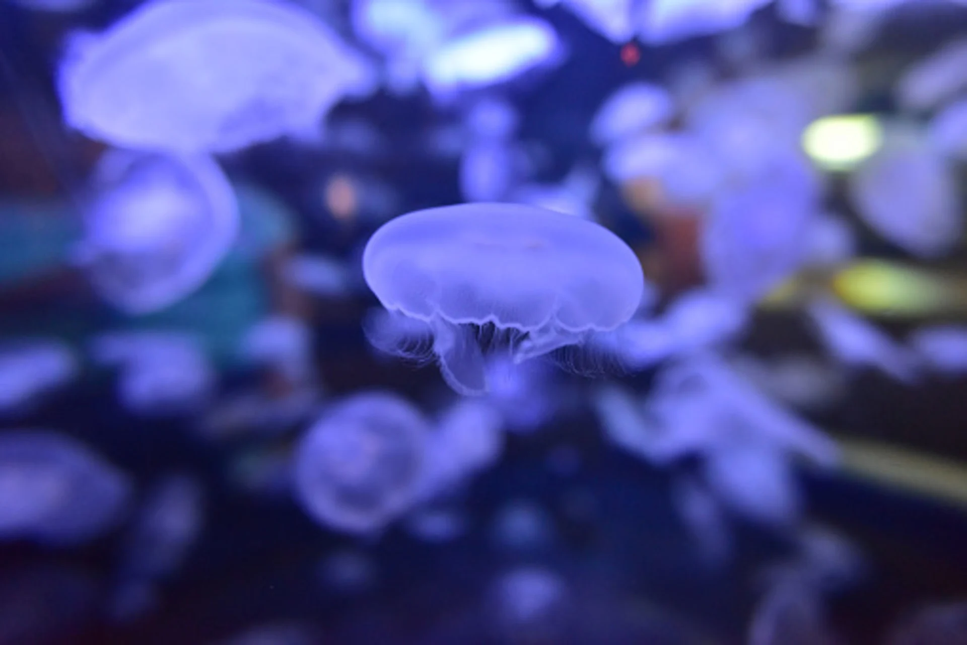 Seen a jellyfish off the dock? It's because they’re increasing in our lakes