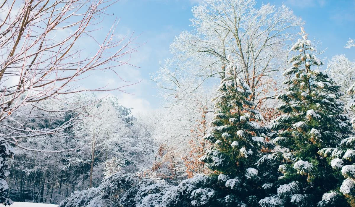 L'acoustique hivernale, différente des autres