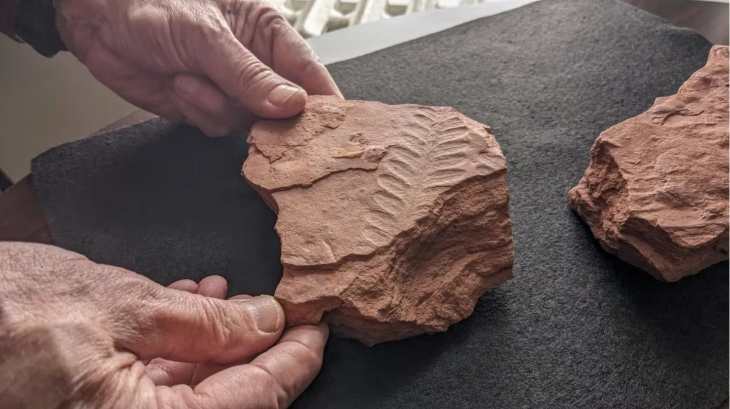 CBC: John Calder holds a fossilized fern discovered on Prince Edward Island. (Shane Hennessey/CBC)