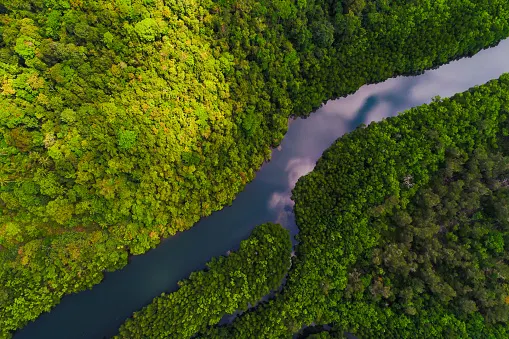 How life in the Amazon relies on fires half a world away