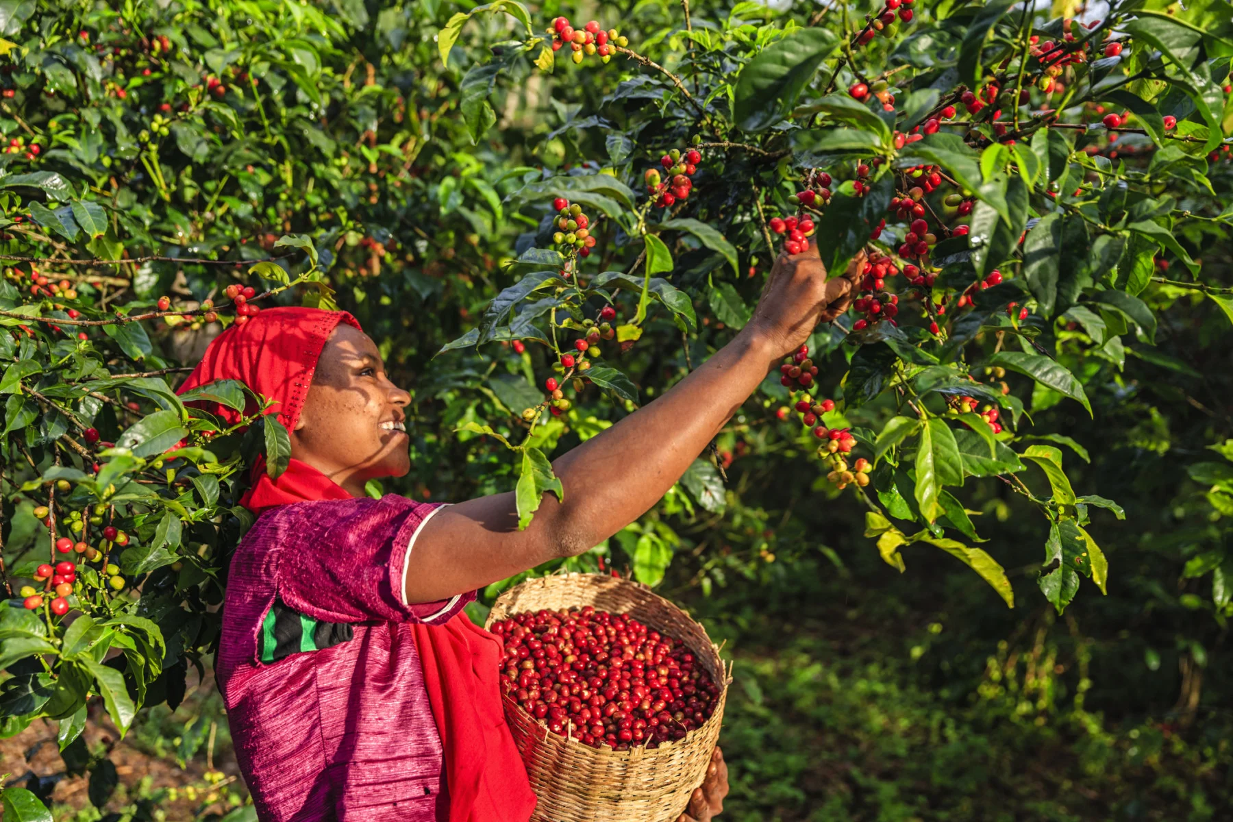 growing coffee beans (Bartosz Hadyniak/ E+/ Getty Images)
