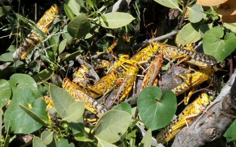 Reuters closeup AFRICA-LOCUSTS