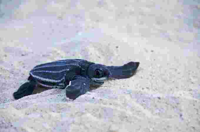 GettyImages-137342515 - baby sea turtle
