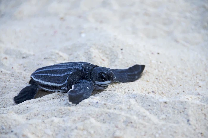 Baby sea turtles rescued in Italian waters: See it here