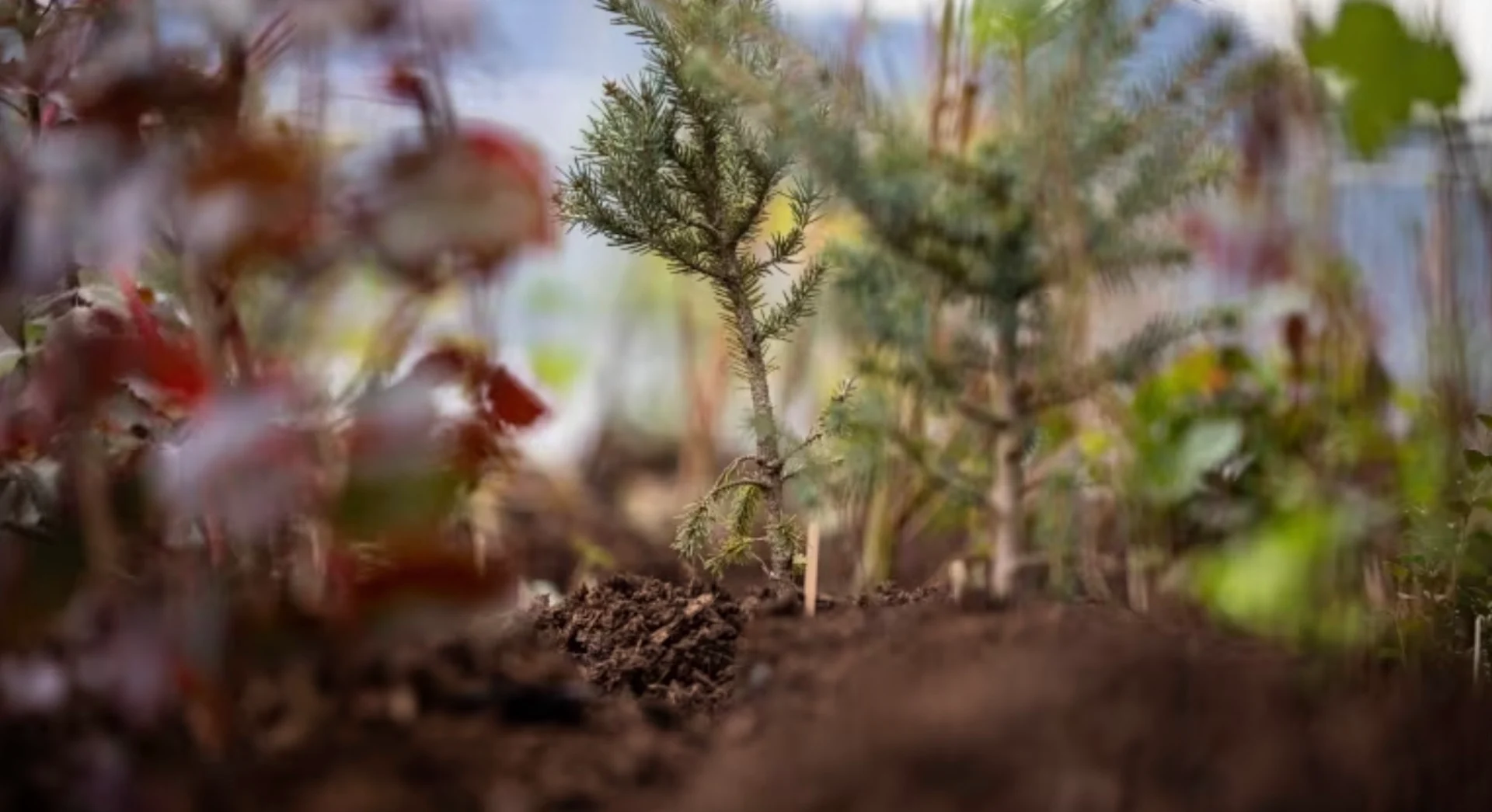 A tiny forest installation at the Canada Convention Centre in Vancouver/Ben Nelms/CBC