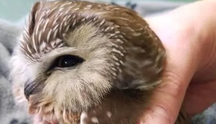 Who had a tough winter? These small, rodent-eating owls