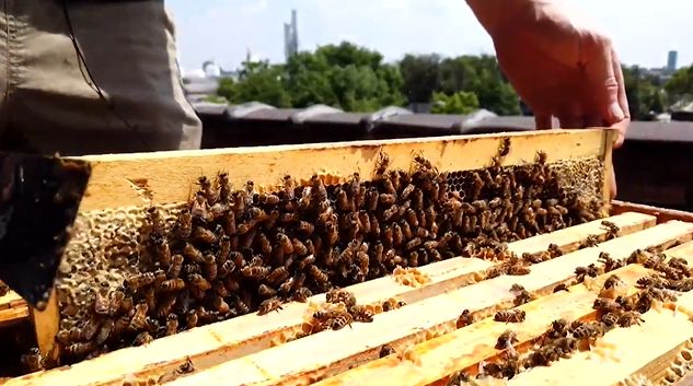 The incredible ways bees deal with all types of weather - The Weather ...