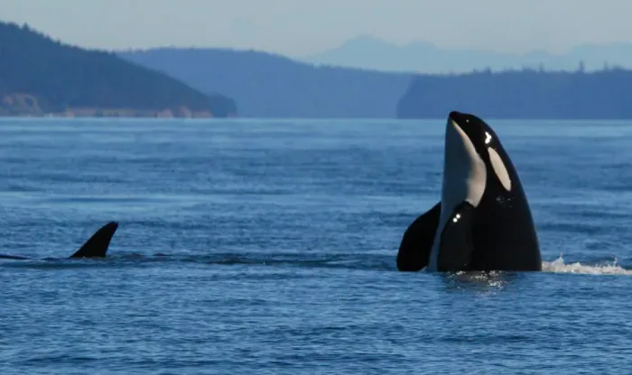 New summer measures coming to protect B.C.'s southern resident killer whales