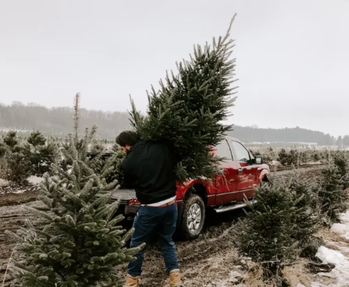 Y aura-t-il encore une pénurie d'arbres de Noël?