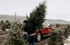 Y aura-t-il encore une pénurie d'arbres de Noël?
