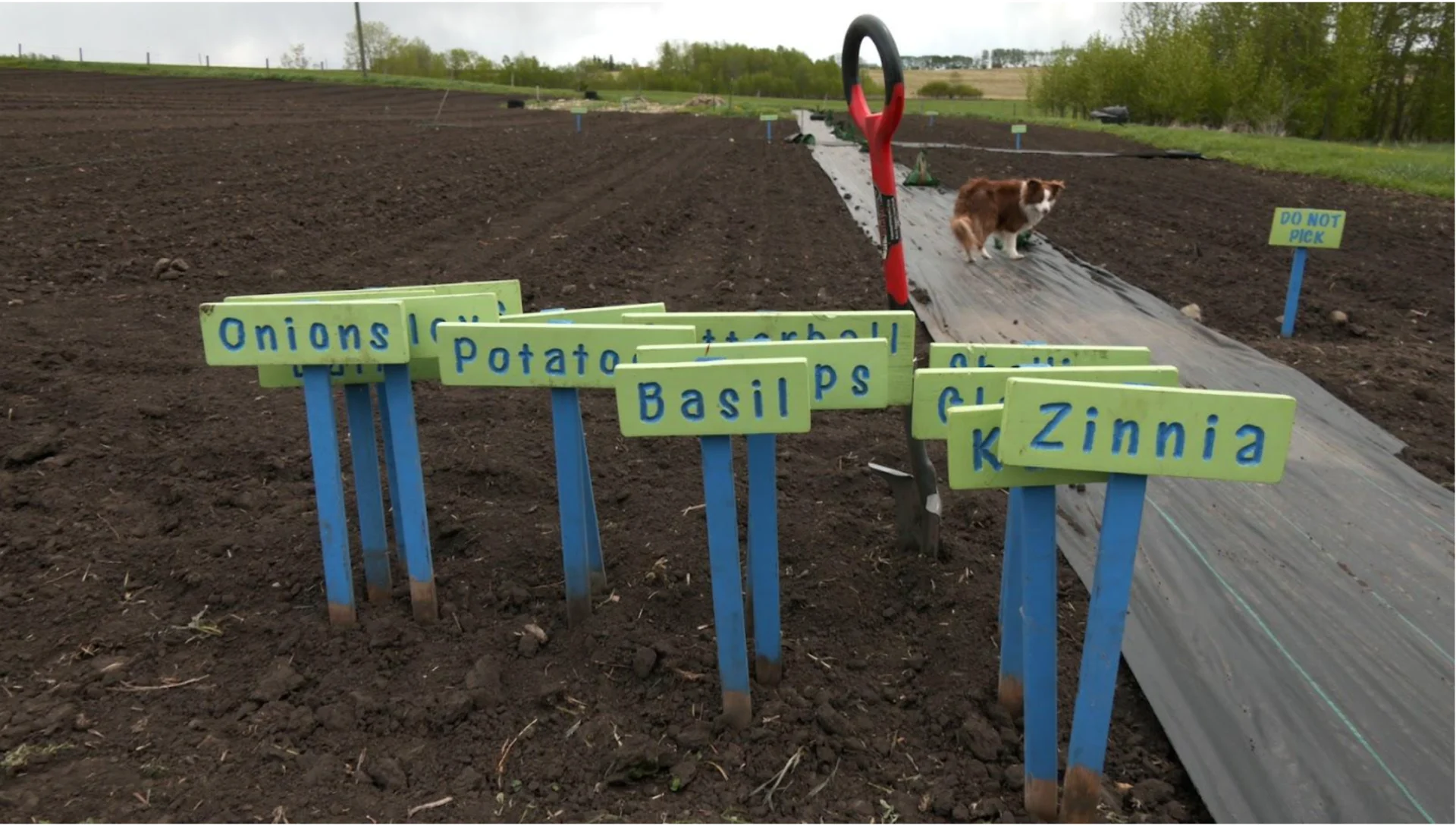 Have you ever thought about “subscribing” to a local farm ? See why many Canadians are choosing to ditch the grocery store, here