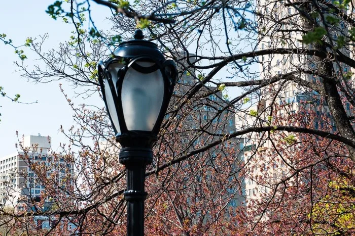 Les lampadaires pourraient-ils déjouer les arbres ?