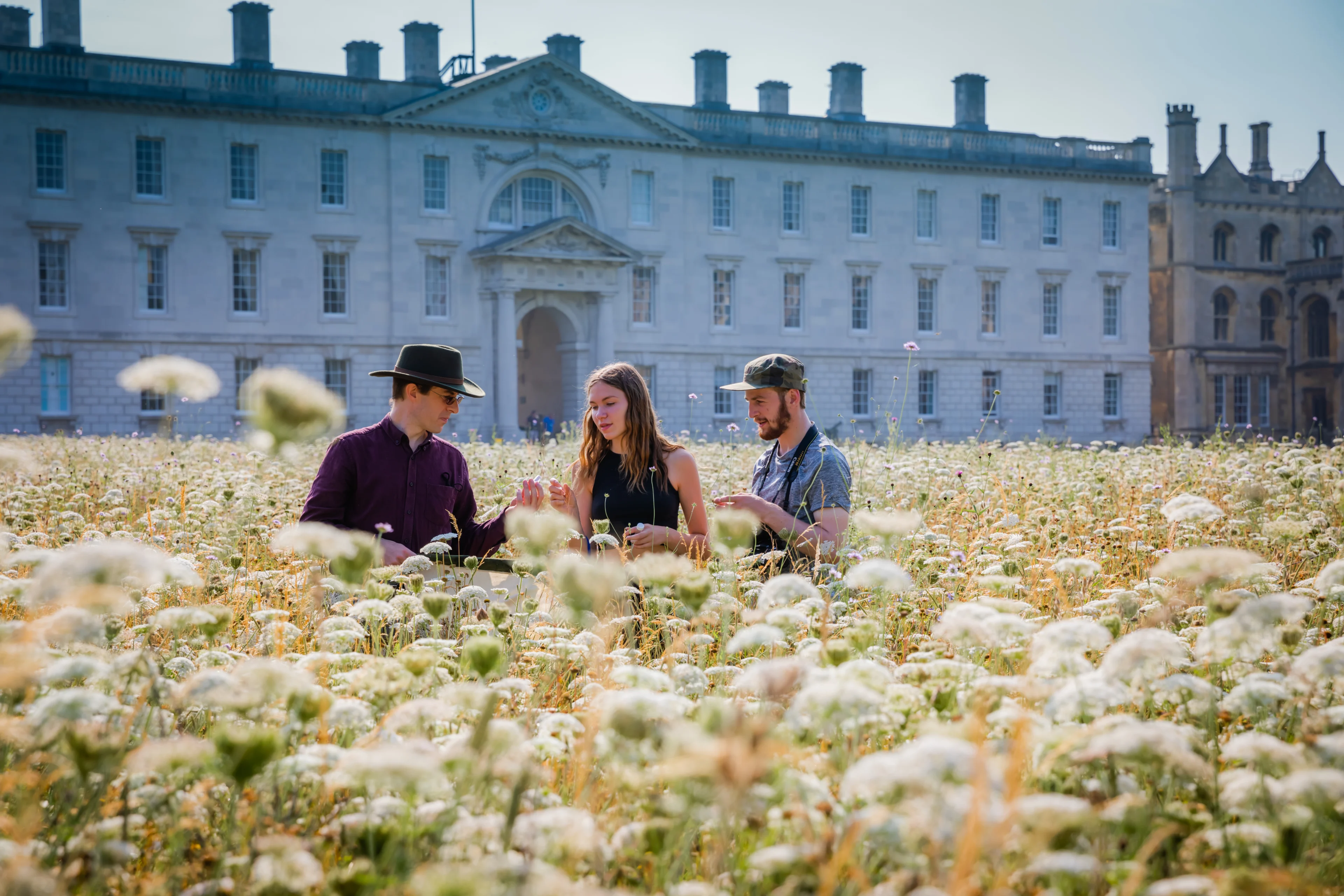 University of Cambridge - Wildflower meadow2