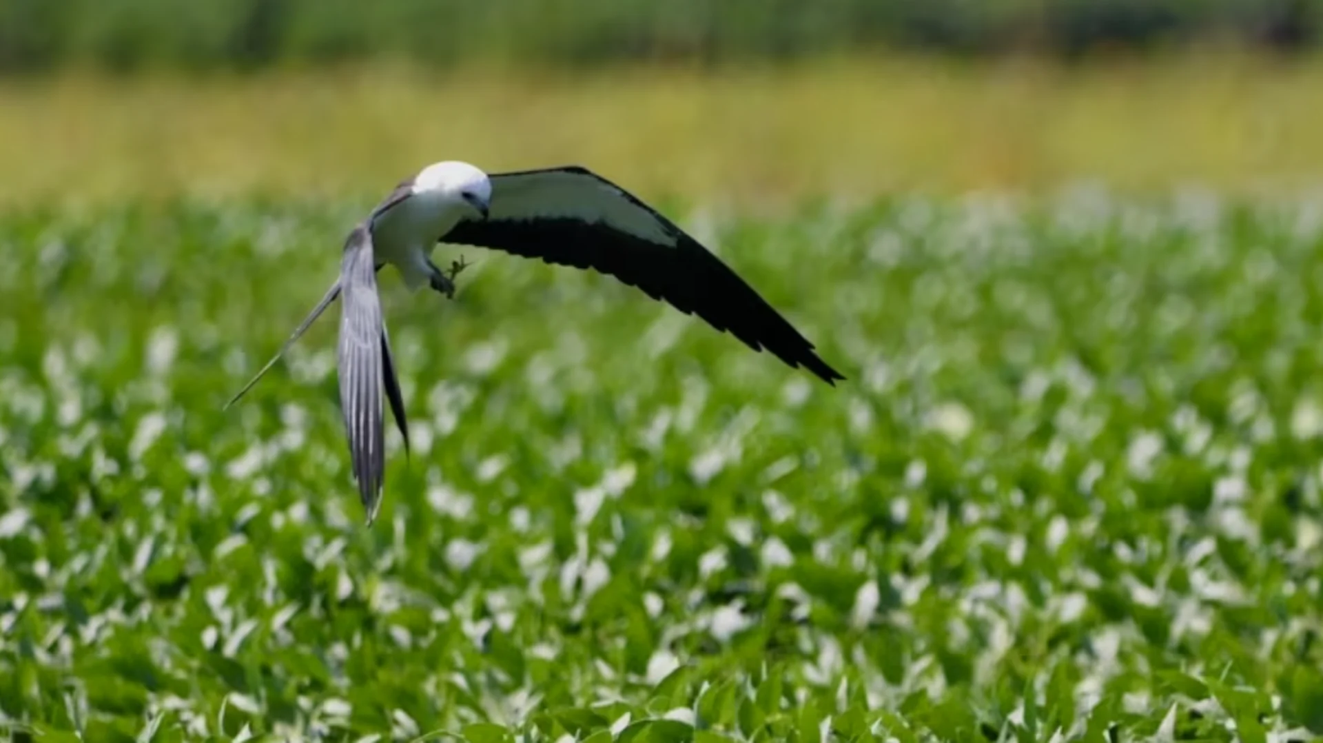 Birders are flocking to catch a glimpse of a bird that is rarely seen in Canada