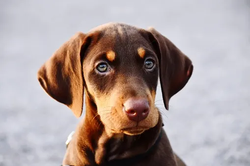 See how humans gave 'man's best friend' those puppy dog eyes
