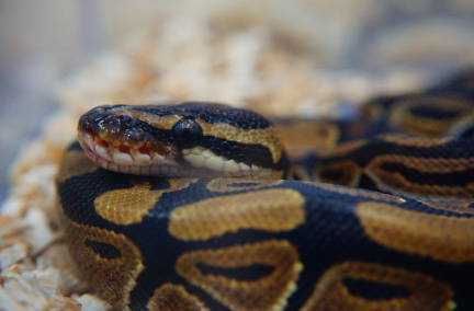 Python snake found at Toronto gas station 