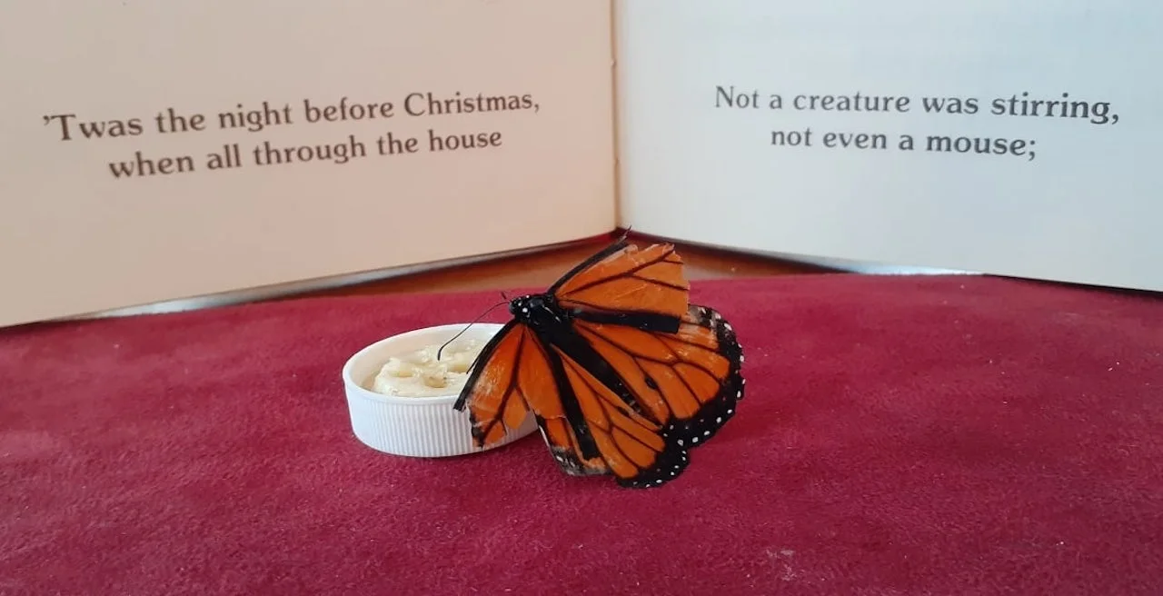 Freddy the monarch butterfly/Debbie Tonner