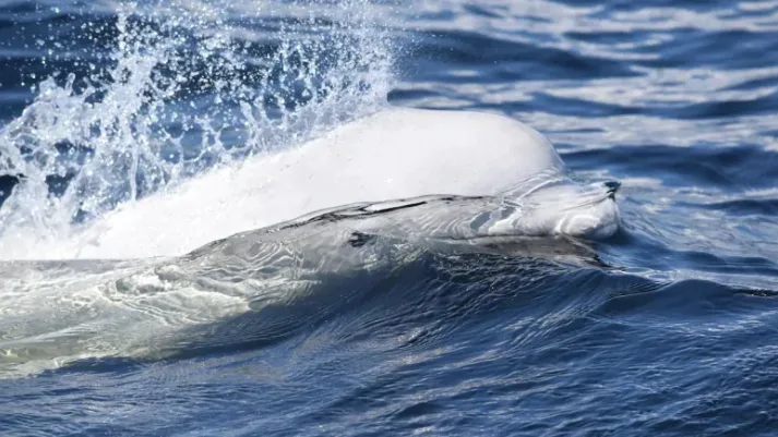 Quebec study aims to reveal what's happening to baby belugas