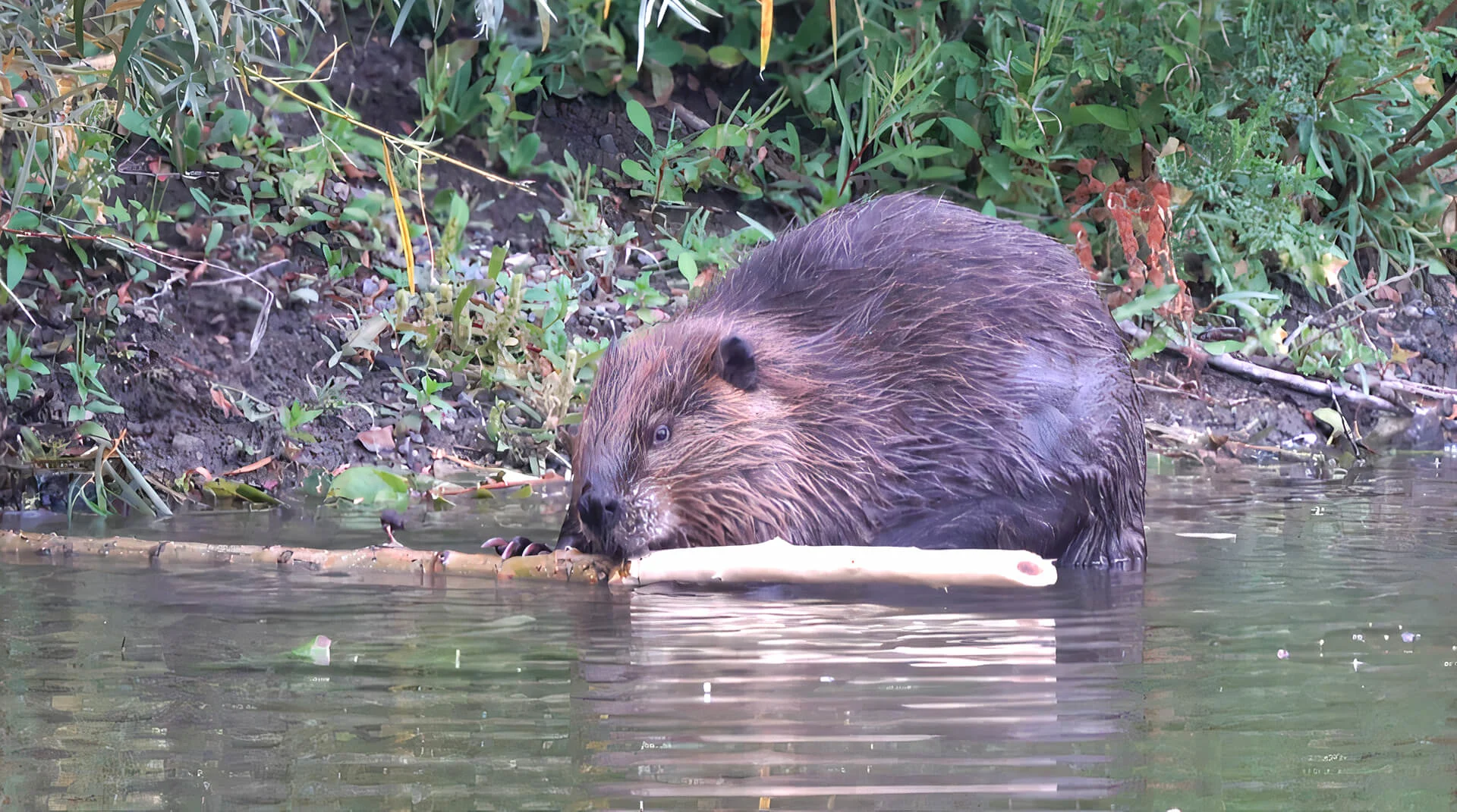 Why beavers are a good ally in the fight against climate change