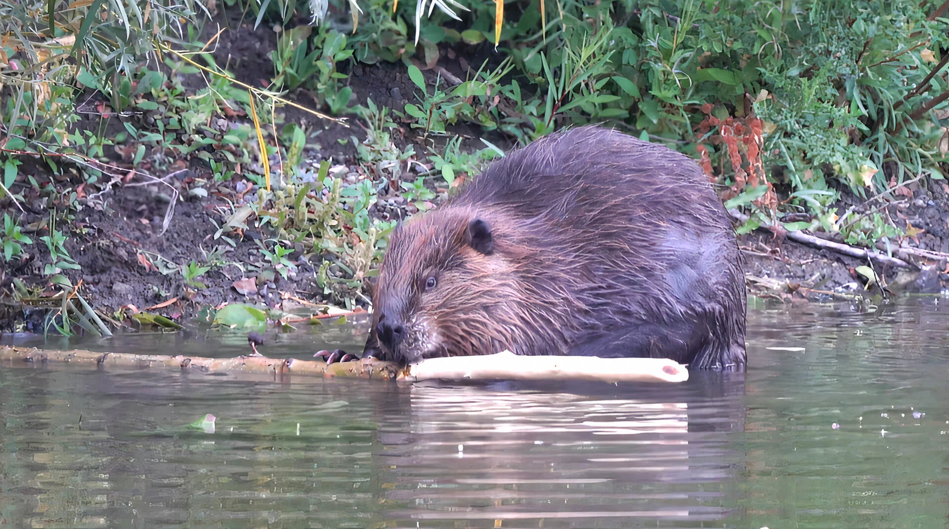 Le castor, champion du climat