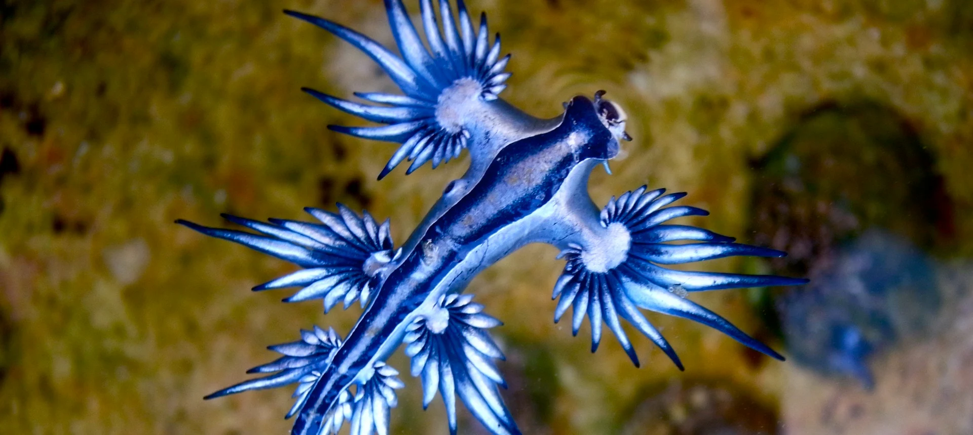 Beware these adorable but dangerous blue dragons this spring