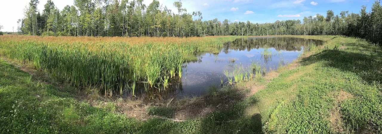 Forget eco-friendly de-icers. Wetlands can diminish road salt runoff