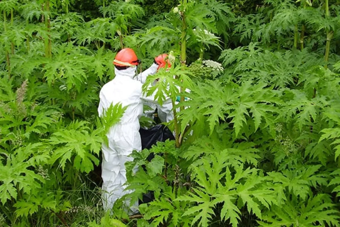 hogweed/Fraser Valley Regional District via CBC