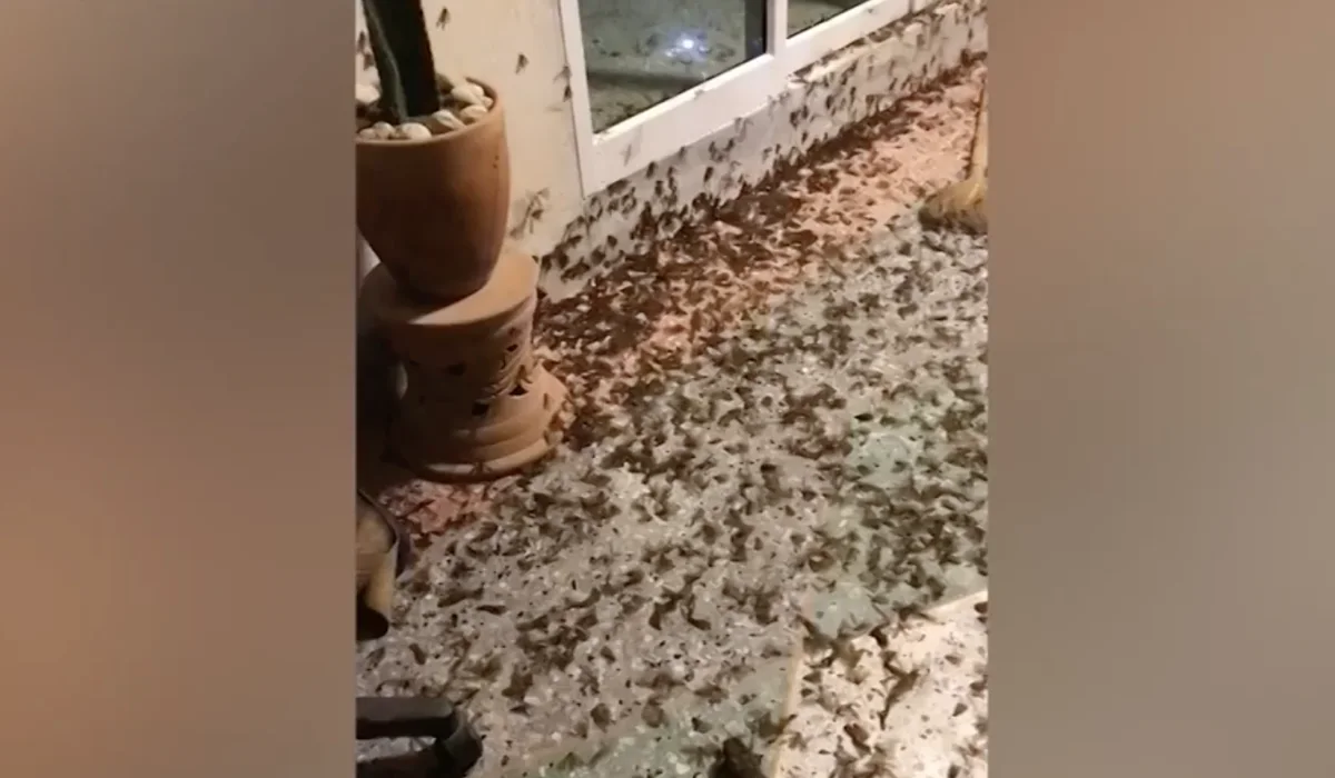 Après la pluie, des centaines d’étranges insectes envahissent une maison